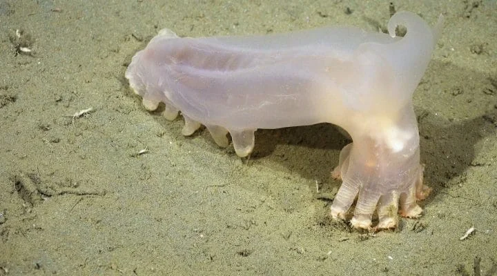 Descubren 57 nuevas especies en los ca&ntilde;ones submarinos de Argentina