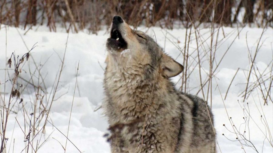 Chern&oacute;byl, el oasis menos pensado para ciertos animales