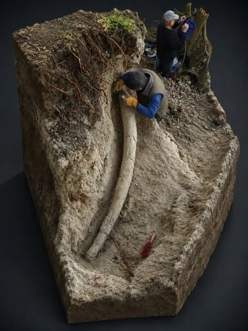 Hallazgo r&eacute;cord en Argentina: descubren el colmillo de mastodonte m&aacute;s grande de Sudam&eacute;rica