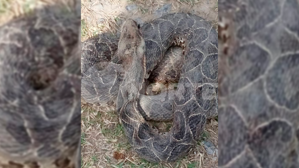 Una yarar&aacute; de gran tama&ntilde;o sorprendi&oacute; en la zona norte de la ciudad