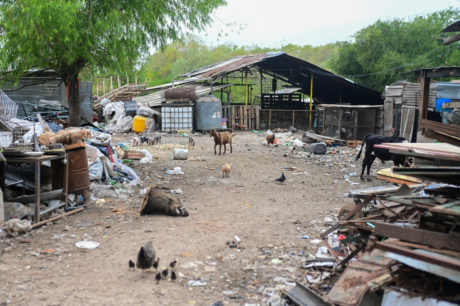 NOTICIAS ESCOBAR: PREDIO RUTA 26: LA MUNICIPALIDAD RESCATO A MAS DE  200 ANIMALES DEL MEGABASURAL CLAUSURADO.